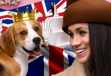 The Royal Wedding Confirms That Dogs Can Attend Ceremonies dogs-in-ceremonies