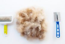 7 Effective Tips To Reduce Shedding For Your Beagle 7 Effective Tips To Reduce Shedding