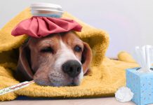 5 Common Dog Diseases Beagles Are Prone To