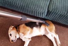 7 Effective Tips Help You To Reduce Shedding For Your Beagle 7 Effective Tips To Reduce Shedding For Your Beagle