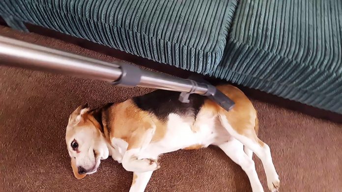 7 Effective Tips To Reduce Shedding For Your Beagle