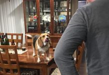 6 Common Beagle Facts Only True Beagle Parents Know Beagles Facts Only True Beagle Parents Understand