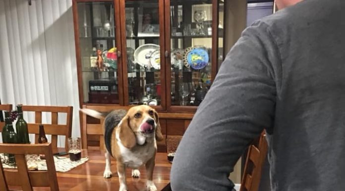 6 Common Beagle Facts Only True Beagle Parents Know Beagles Facts Only True Beagle Parents Understand