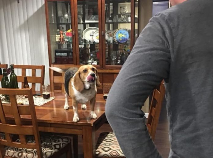 Beagles Facts Only True Beagle Parents Understand