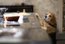 3 Easy Basic Homemade Dog Food Recipes Make Your Pooch In Love homemade dog food