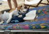 11 Hacks for How to Keep a Dog Cool During Summer