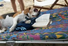 11 Hacks for How to Keep a Dog Cool During Summer