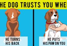 16 Useful Hints To Understand Your Dog Better 17 Useful Hints To Understand Your Dog