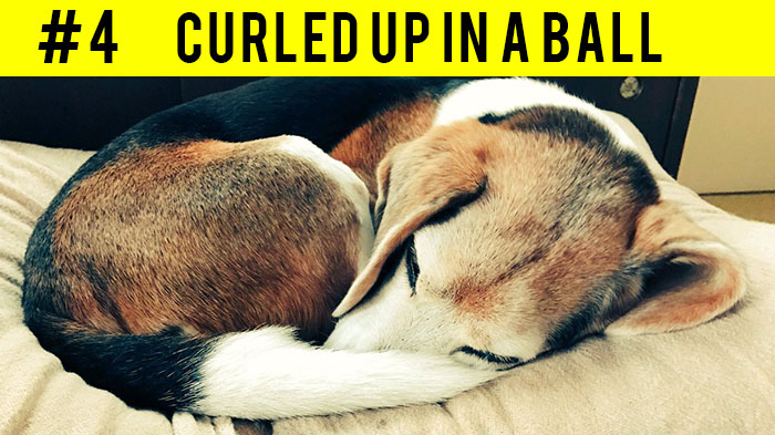 curled up in a ball
