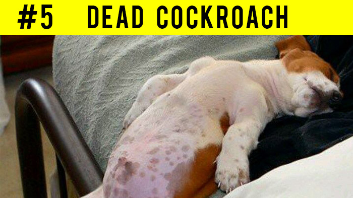 Dead Cockroach sleeping dog position