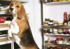 What Kind Of Dog Food Your Dog Is Allowed To Eat? Dog food dogs not allowed to eat
