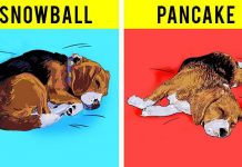 Dogs Sleeping Position Facts That Will Help You Understand Your Beagle Better