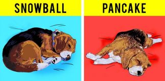 Dogs Sleeping Position Facts That Will Help You Understand Your Beagle Better