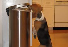 Never Feed Your Dog This Forbidden Food