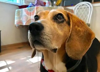 3 Delicious Homemade Dog Desserts Make Your Dog Mouth Water homemade dog desserts