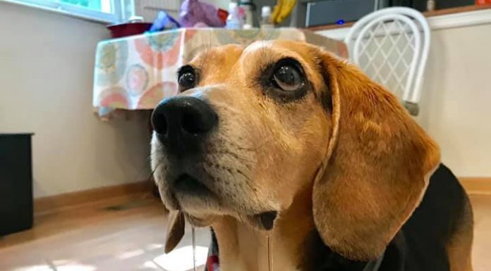 3 Delicious Homemade Dog Desserts Make Your Dog Mouth Water homemade dog desserts