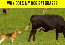 10 Explained Dog Behaviors To Understand Your Dog Better