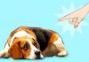 12 MOST HARMFUL THINGS YOU DO TO YOUR DOG WITHOUT PAYING ATTENTION TO IT Harmful things that you do to your dog without knowing it