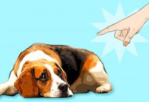 12 MOST HARMFUL THINGS YOU DO TO YOUR DOG WITHOUT PAYING ATTENTION TO IT Harmful things that you do to your dog without knowing it