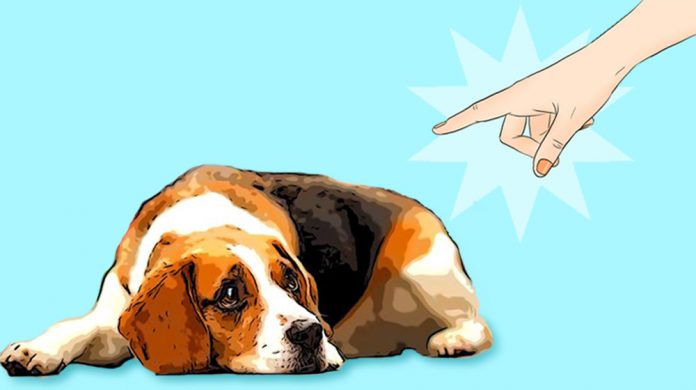 Harmful things that you do to your dog without knowing it Harmful things that you do to your dog without knowing it