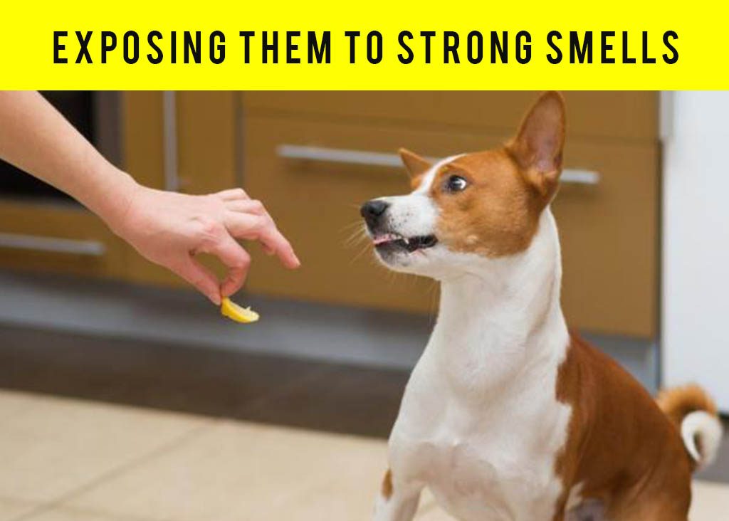 12 Things Make Your Dog Mad At You Without Realizing It. BeaglesWoof