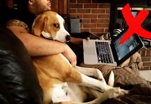 12 Things Make Your Dog Mad At You Without Realizing It. 12 Things Make Your Dog Mad At You Without Realizing It.