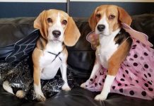 Top 12 Funny and Awesome Halloween Costumes for Dogs