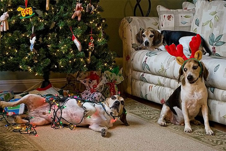 Dog destriy christmas atmosphere 