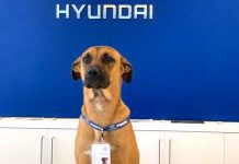 Homeless Dog Keeps Visiting A Hyundai Dealership, Ends Up Getting A Job And His Own Badge Stray Dog Keeps Visiting A Hyundai Dealership, Ends Up Getting A Job And His Own Badge