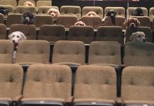 Service Dogs Attending A Live Musical As Part Of Their Training, And Their Photo Goes Viral Service Dogs Attending A Live Musical As Part Of Their Training, And Their Photo Goes Viral