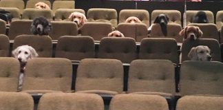 Service Dogs Attending A Live Musical As Part Of Their Training, And Their Photo Goes Viral Service Dogs Attending A Live Musical As Part Of Their Training, And Their Photo Goes Viral