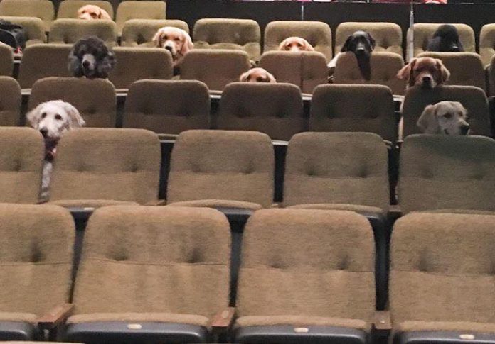 Service Dogs Attending A Live Musical As Part Of Their Training, And Their Photo Goes Viral