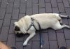 31 Wrong Things That Make Your Dog Unhappy