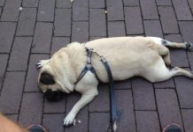 31 Wrong Things That Make Your Dog Unhappy