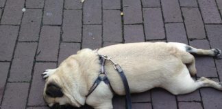 31 Wrong Things That Make Your Dog Unhappy