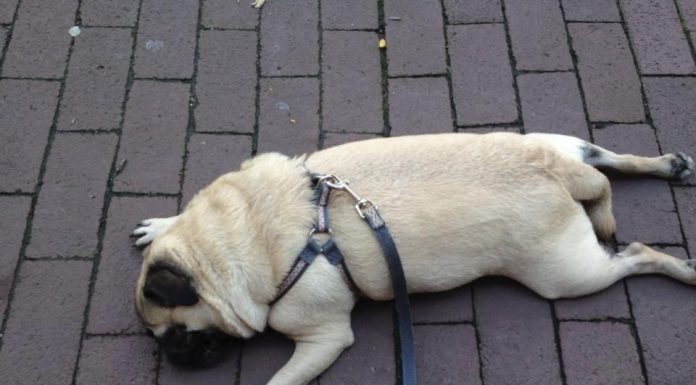 31 Wrong Things That Make Your Dog Unhappy